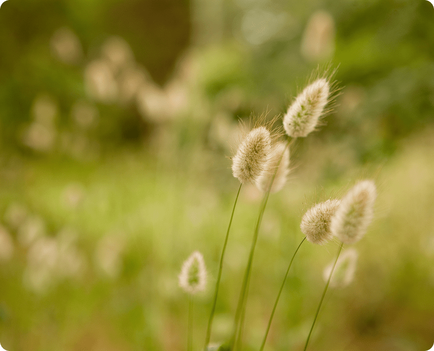 Soft focus on fluffy grass in meadow.