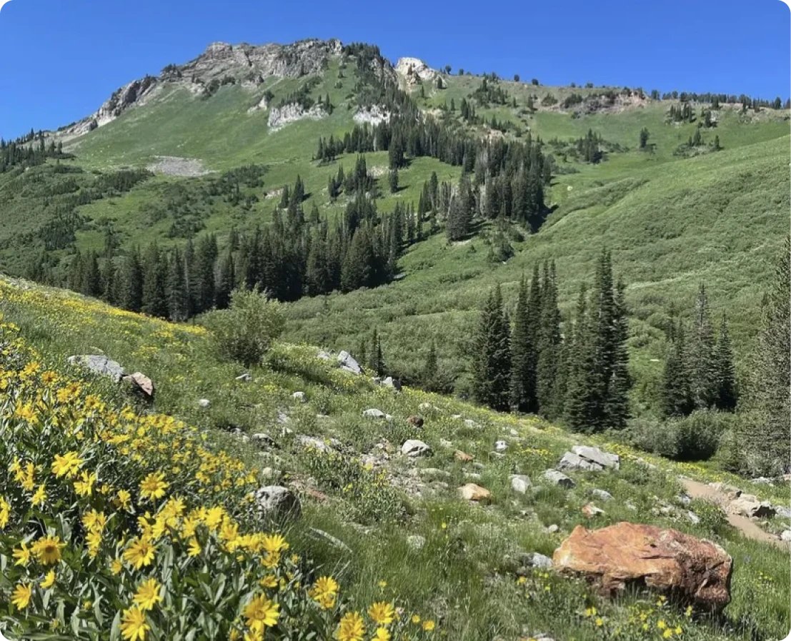 Mountain landscape with wildflowers and pine trees.